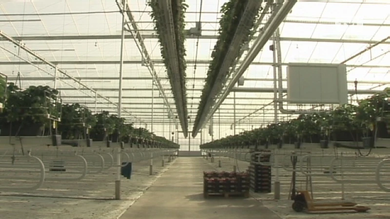 Daar zijn de eerste aardbeien