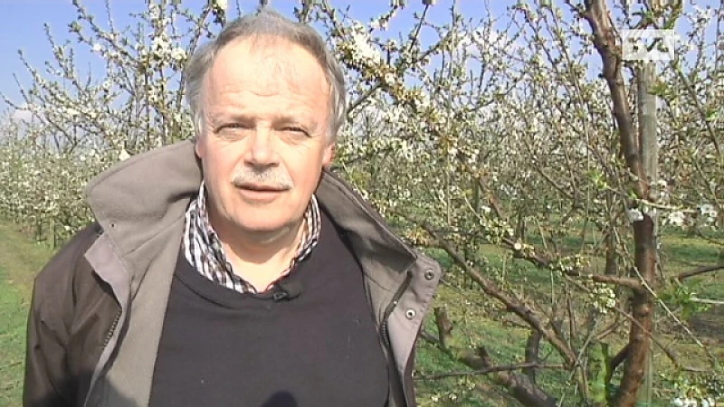Vrieskou bedreigt fruitbomen in bloei
