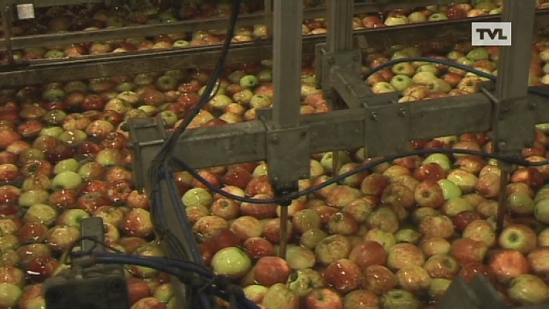 Truiense fruitveilingen en stad oneens over SALK-geld