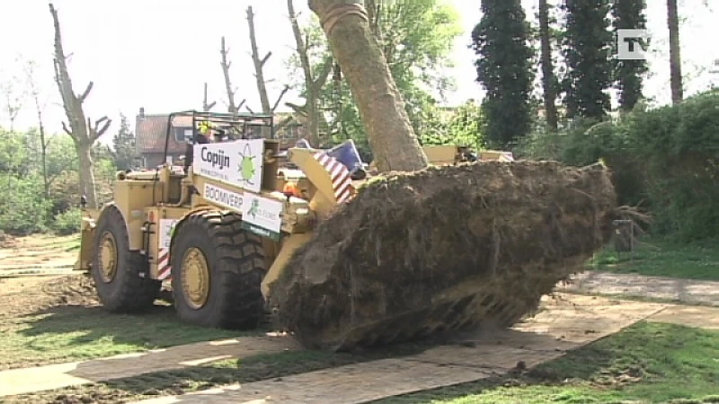Bomen CC Hasselt verhuizen naar OCMW