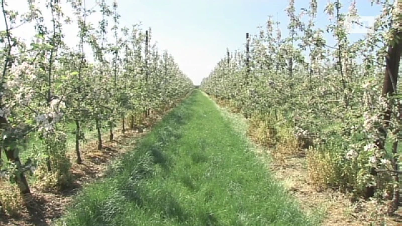 Haspengouw opent groene poorten voor 11e Bloesemring