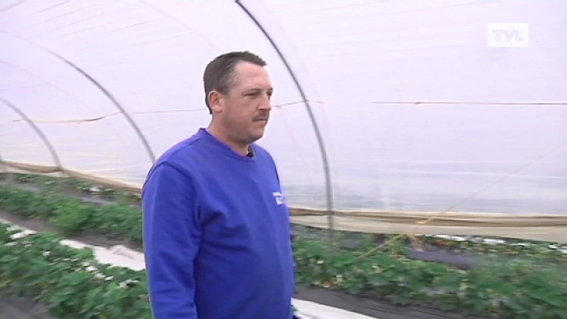 Goedkope Limburgse aardbeien door erg vroeg seizoen