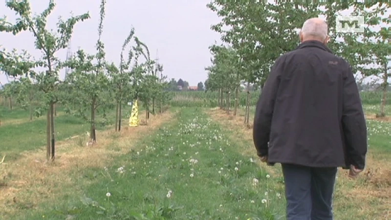 Truienaar dankt massa's pruimen aan verwarmingsdeken