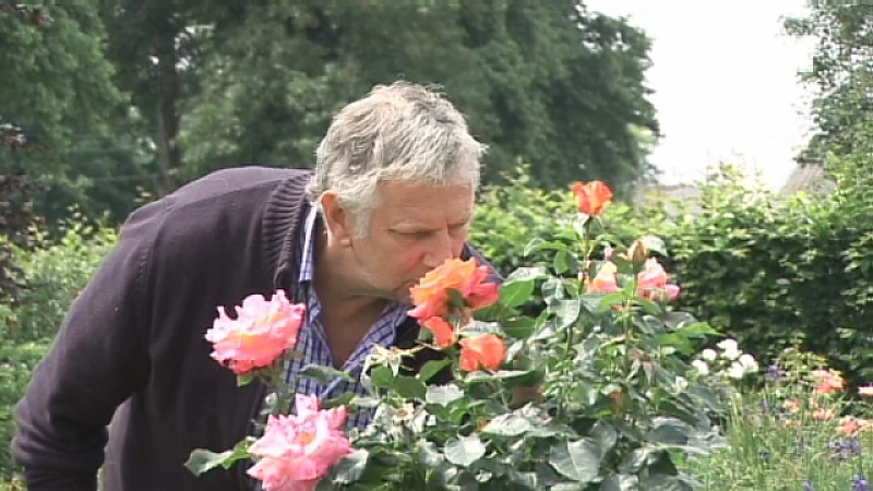 Bloemenpracht met 5.000 rozen in Kinrooi