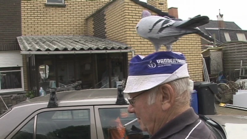 Tamme duif volgt man overal