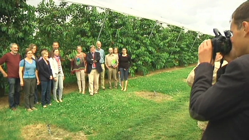 Fruitsector en provincie bundelen krachten tegen kersenvirus