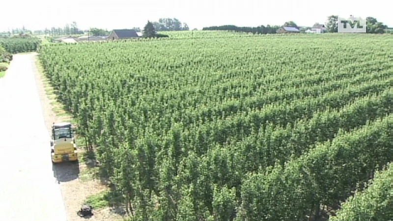 Grootste Belgische vlag hangt in boomgaard