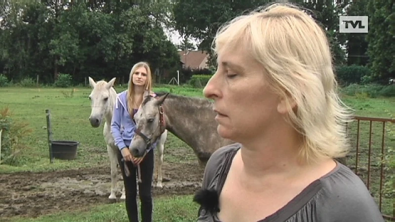 Paarden opzettelijk verwond in Berkenbos