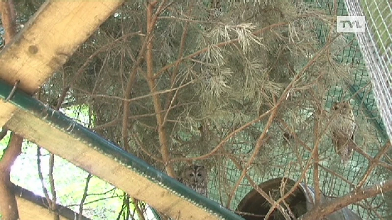 Jonge dieren genieten van welgekomen verfrissing