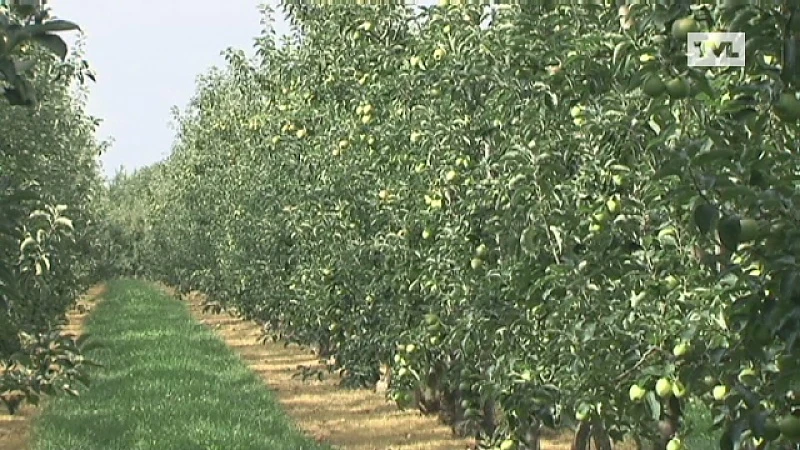 Appelpluk start vroeger