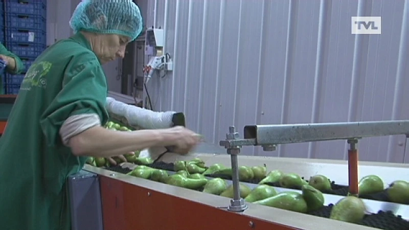 Recordhoeveelheid peren wordt extreem vroeg geplukt