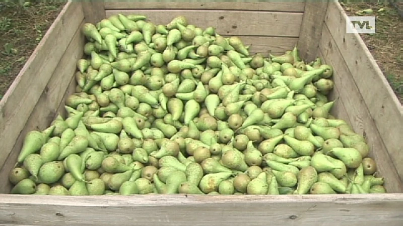 Verkoop peren verdubbeld na steunacties