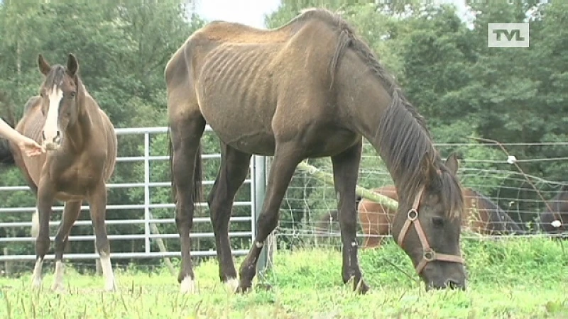 53 verwaarloosde paarden aangetroffen in manege in Paal