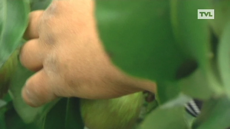 Perenpluk in Haspengouw toch begonnen