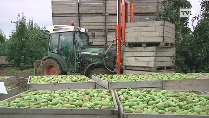 Meer peren geplukt dan verwacht