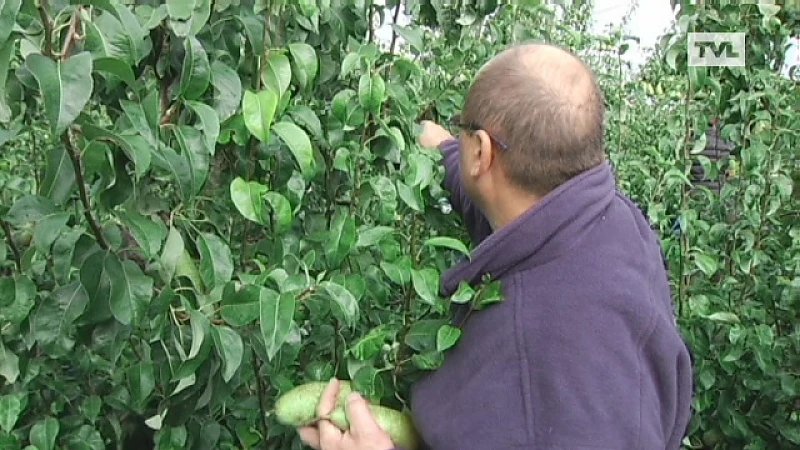 Fruitteler Erwin Biets uit Heers laat peren plukken