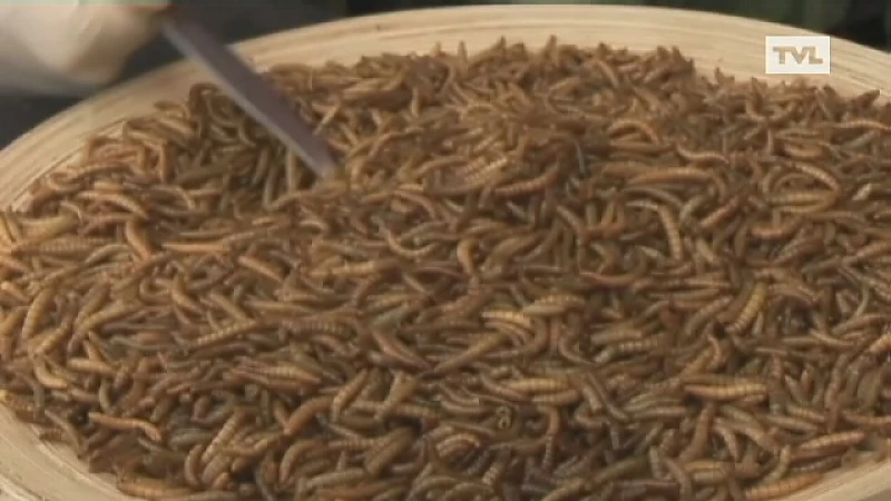 Straks eten we allemaal hamburgers met meelwormen