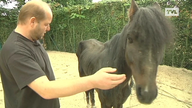 Paarden zwaar verwaarloosd in Maasmechelen