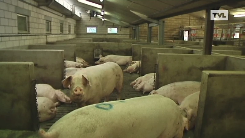Toekomst niet rooskleurig voor Limburgse varkensboeren