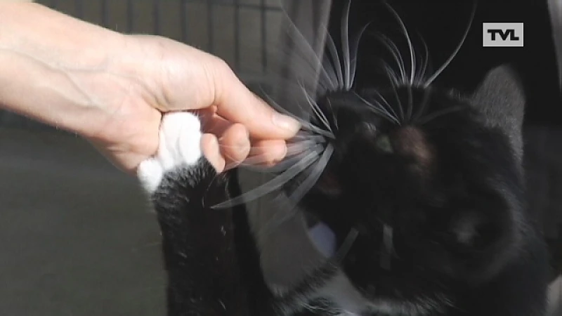 Dierenasielen overspoeld met katten door nieuwe wetgeving