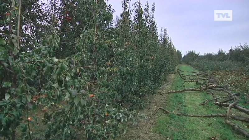 Appelbomen vallen om omdat appels niet geplukt worden