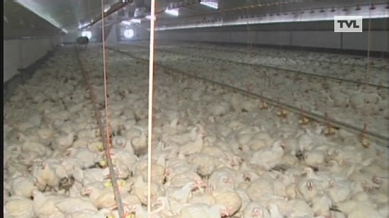 Kans op vogelgriep in België bijna onbestaande