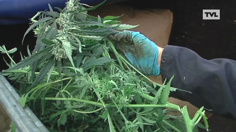 Cannabisplantage opgedoekt in Riemst