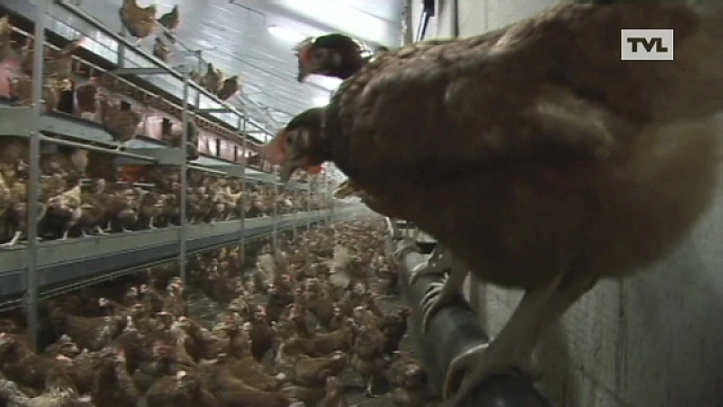 Ophokplicht voor pluimveerhouders uit angst voor vogelgriep