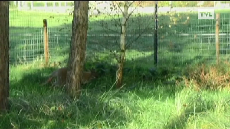 Natuurhulpcentrum vangt ontsnapte kangoeroe