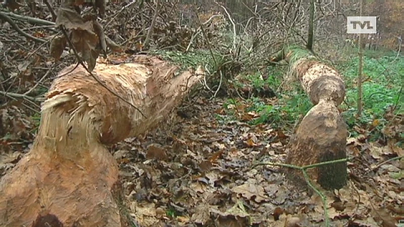 Hongerige bever leeft zich uit Diepenbeekse bossen