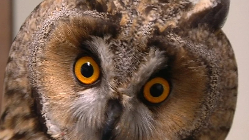 Natuurhulpcentrum vangt zeer zeldzame ransuil