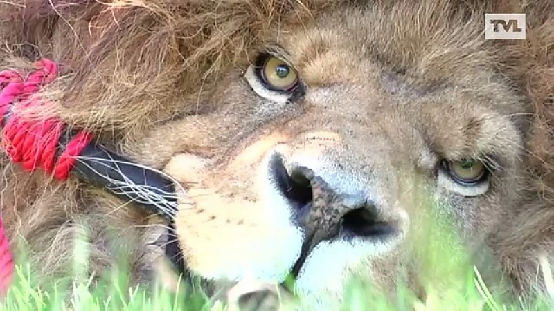 Natuurhulpcentrum haalt 20 dieren op in failliete Franse zoo