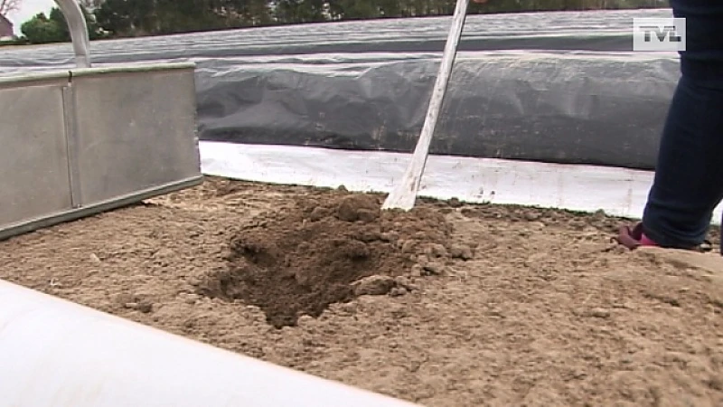 Nog geen asperges in Kinrooi net voor de start seizoen