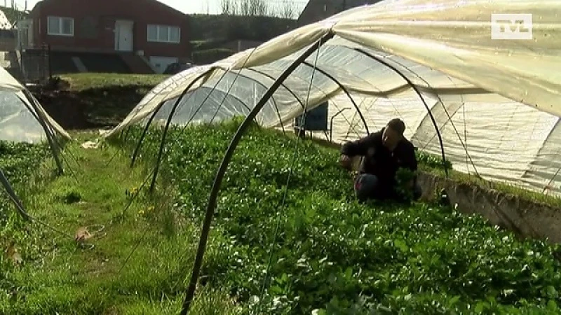 Wakker op de akker: Waterkers