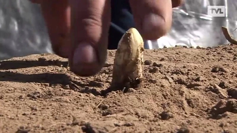 Eerste asperges dan toch op tijd