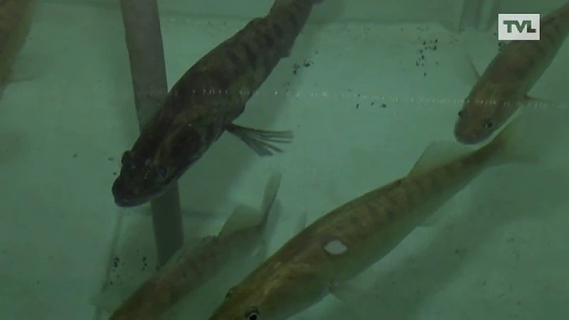 Wakker op de akker: Aquacultuur