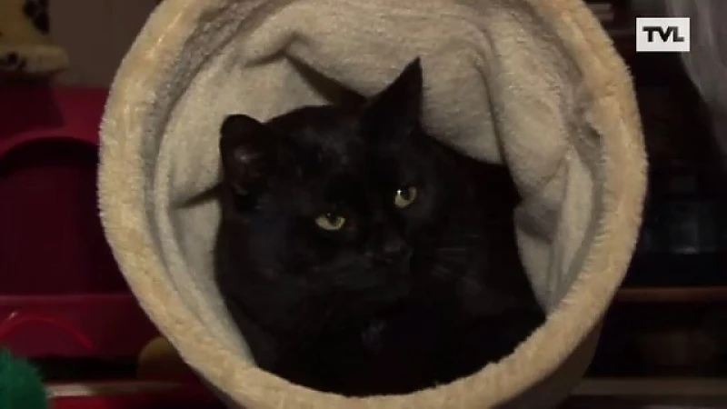 Aids bij zwerfkatten nog altijd taboe