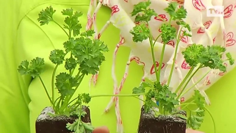 Tuindokter: Kruidenplantjes bewaren