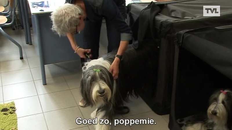 Leerlingen leren omgaan met huisdieren