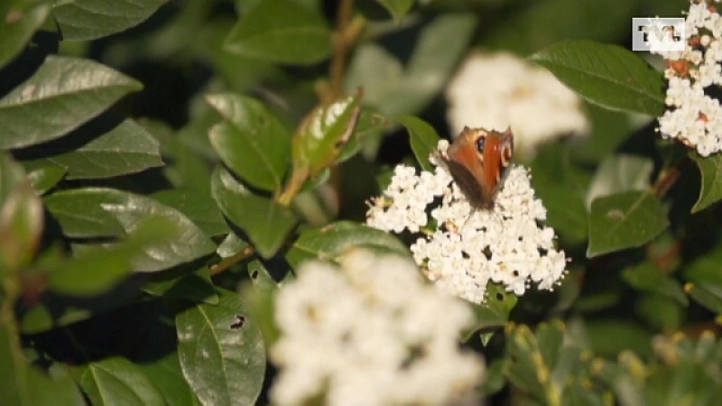 Lommel: Vlindervriendelijke stad
