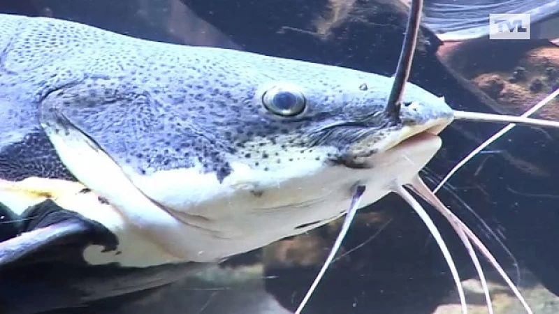 Aquariumclub uit Maaseik bestaat 50 jaar