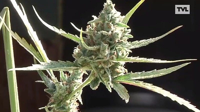 Grootscheepse drugsactie: 9 arrestaties en 5 plantages opgerold
