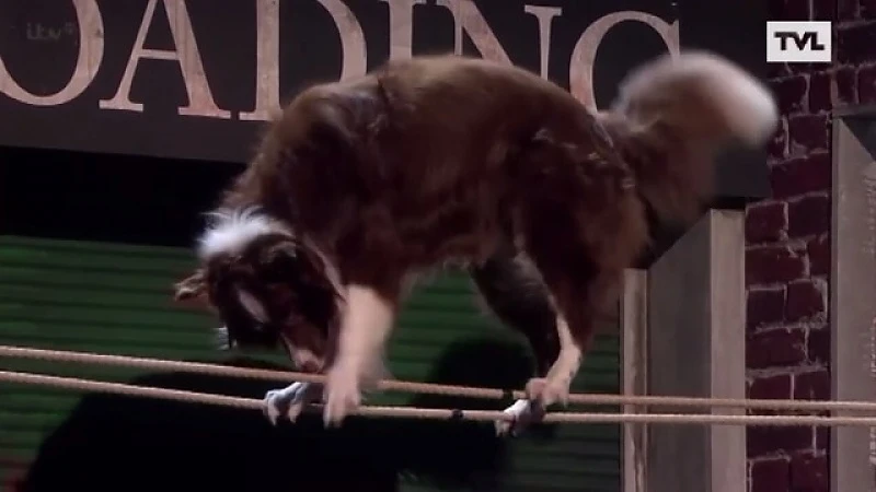 Sjoemelde Tongerse bij overwinning Britain's Got Talent?