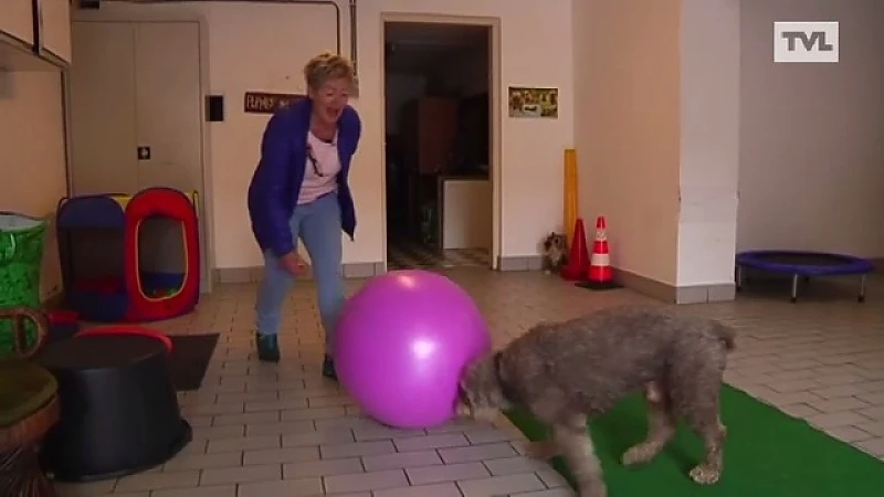 Hondentrainer: "Fantastisch wat Jules O'Dwyer doet"