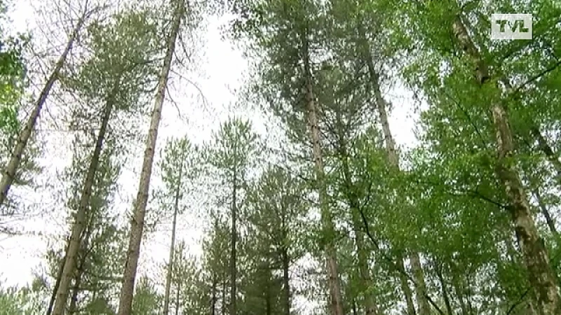 Fan van Limburg: 2 juni 2015