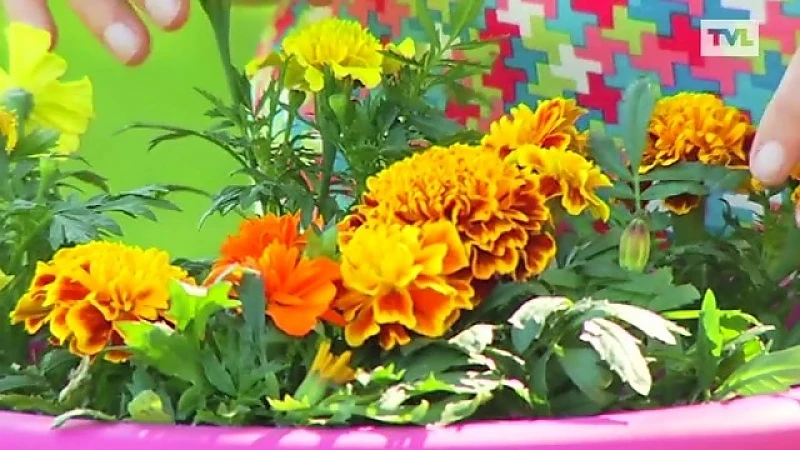 Tuindokter: waarom bloemen in moestuin?