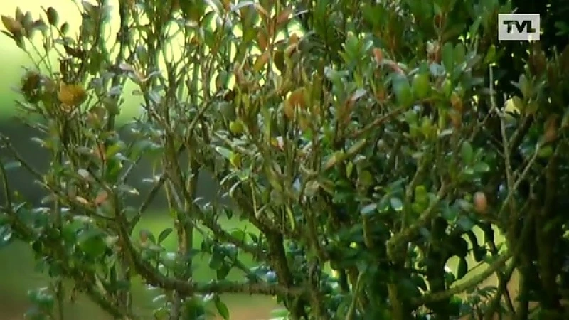 Tuindokter: waaraan is buxus gevoelig?