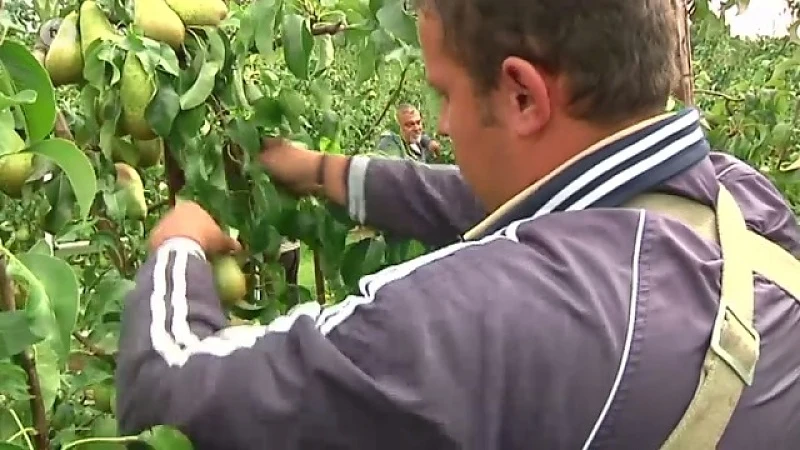 "Fruitboeren nog niet uitbetaald voor perencrisis"