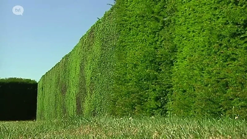 Taxus-dieven teisteren Riemst