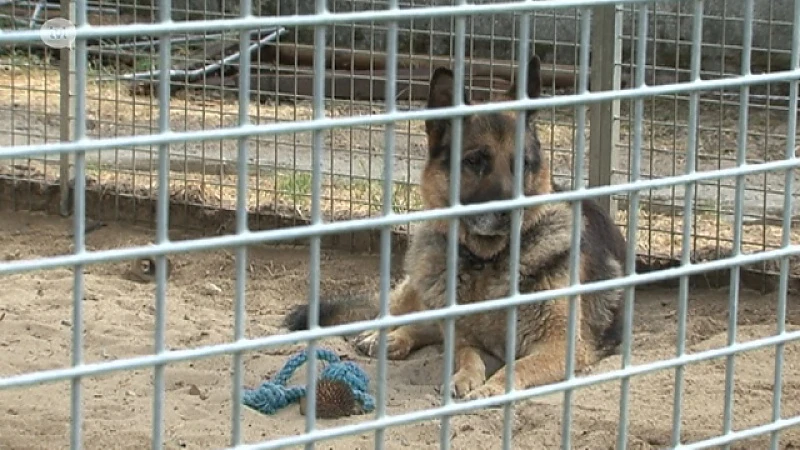 Dierenasielen overspoeld met huisdieren van vakantiegangers